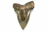 Fossil Toothed Mako Shark Tooth - Georgia #158800-1